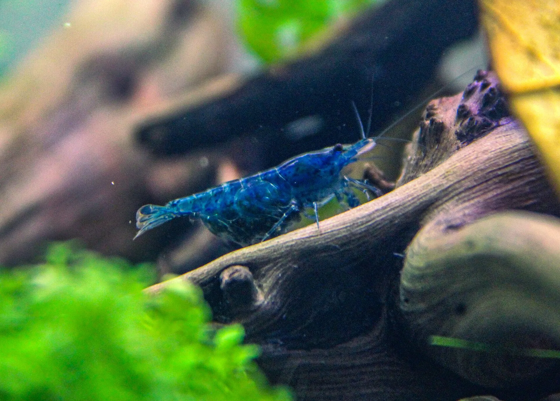 A berried female Neocaridina shrimp carrying eggs under her tail