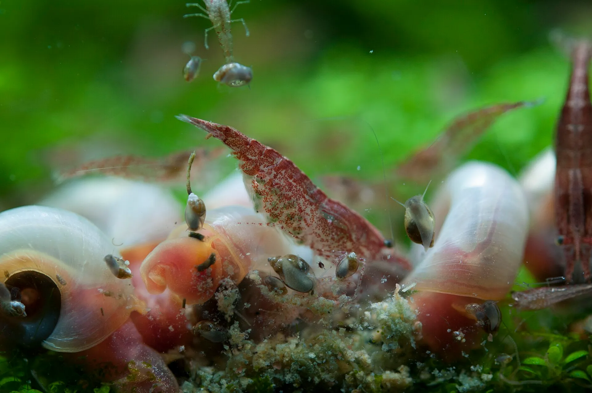 Red cherry shrimp and ramshorn snails feeding together in a planted tank