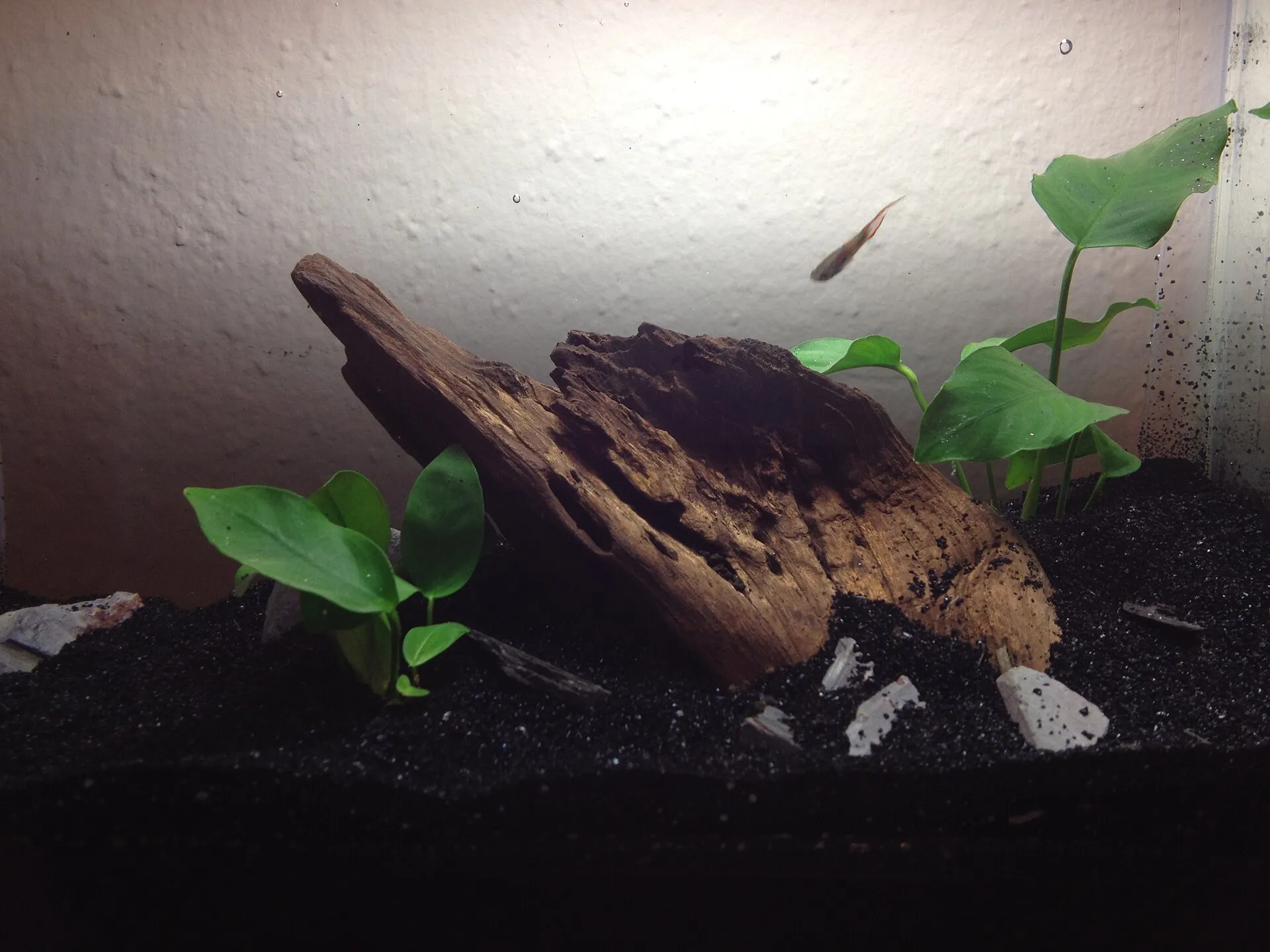A newly set up nano aquarium with driftwood and a few plants