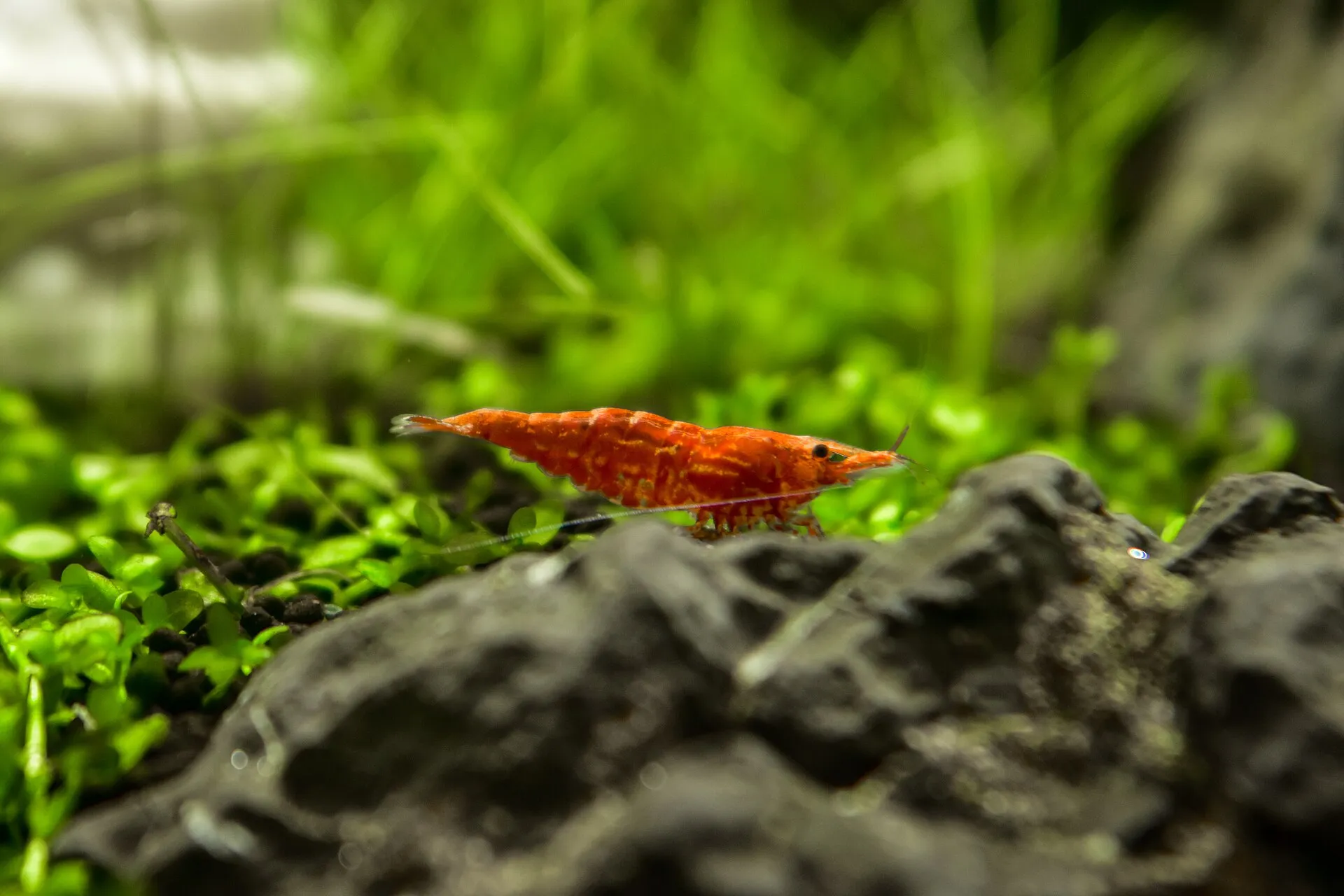 A red cherry shrimp grazing on a carpet of plants next to a rock